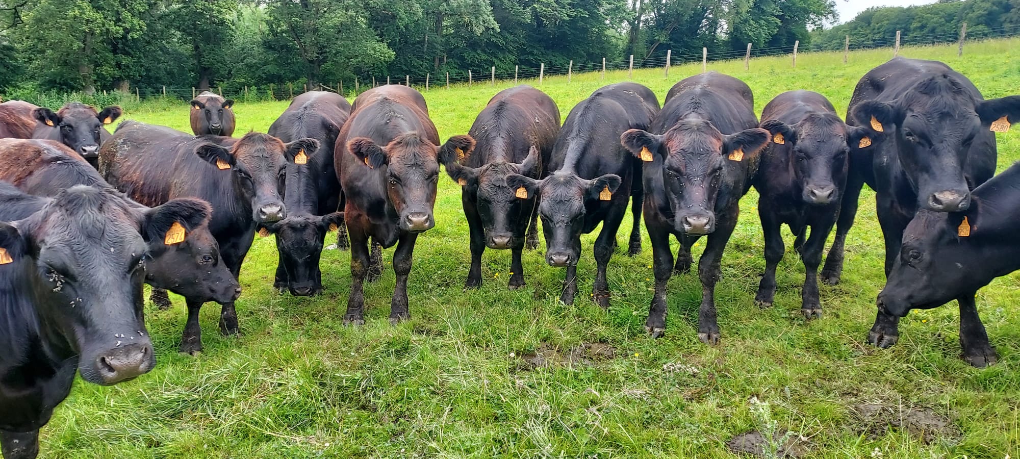 Dagron Bétail – Illustration identité et modernisation